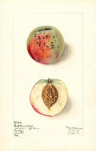 Elsie E Lower - Prunus persica Red River.webp