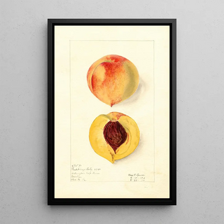 Elsie E Lower - Prunus persica Ruddings Late.webp