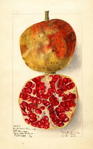 Elsie E Lower - Punica granatum Sweet Green Skinned.webp