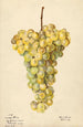 Vitis Hybron Blanc - Elsie E. Lower — weergave van het kunstwerk
