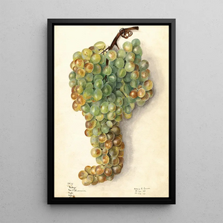 Elsie E Lower - Vitis Malaga.webp