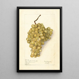 Elsie E Lower - Vitis Meyers No.webp