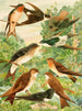 Hirondelles - Emil August Göldi — weergave van het kunstwerk