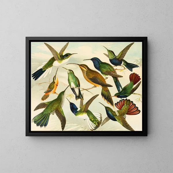 Birds of Paradise - Emil August Göldi — framed artwork on a wall