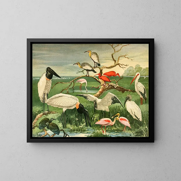 Storks with spoon bills - Emil August Göldi — framed artwork on a wall