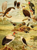 Gavies - Emil August Göldi — weergave van het kunstwerk
