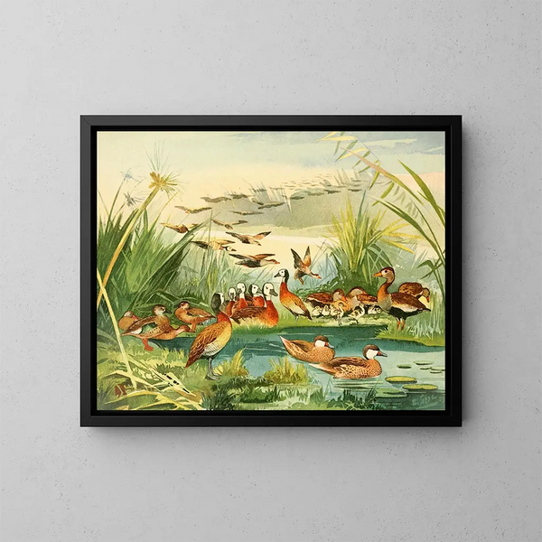 Marreca - Emil August Göldi — framed artwork on a wall