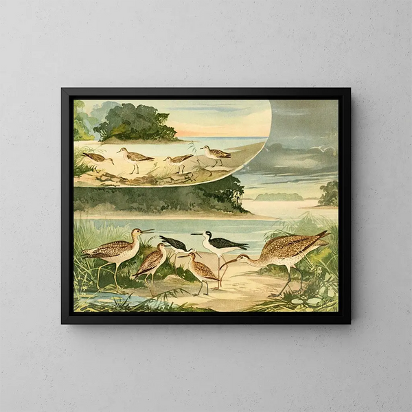 Bécassines et Bécassins - Emil August Göldi — framed artwork on a wall