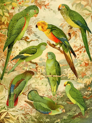 Emil August Gldi - Periquitos.webp