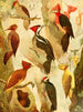 Picapus Jpec - Emil August Göldi — weergave van het kunstwerk