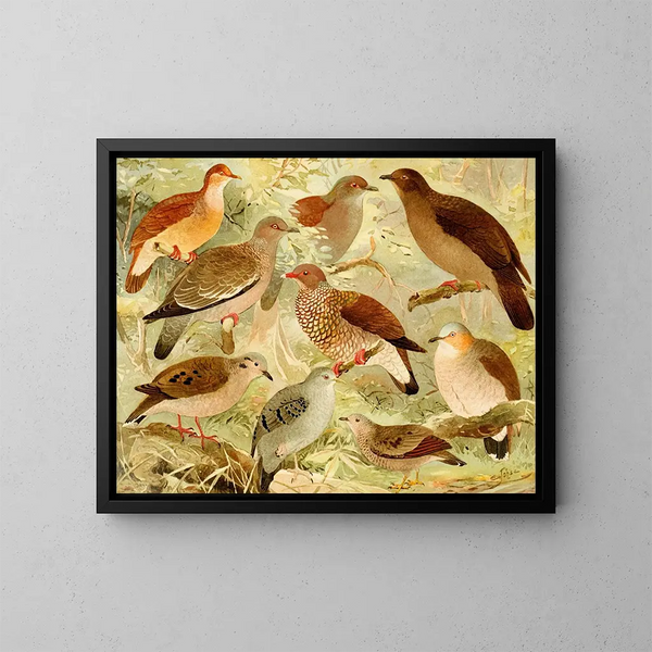 Colombes - Emil August Göldi — framed artwork on a wall