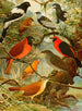 Titinga Pipira Cricri loo de barro Gallo da serra Pavo do mato - Emil August Göldi — weergave van het kunstwerk