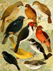 Trincaferro Azulo Cardinal Gallo do mato Serraserra Colleiro Cicarra - Emil August Göldi — weergave van het kunstwerk