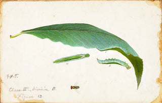 Emma Beach Thayer - Unspotted Beach Leaf Edge Caterpillar study for book Concealing Coloration in the Animal Kingdom.webp