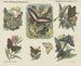Insecten dagvlinders - Emrik Binger — weergave van het kunstwerk