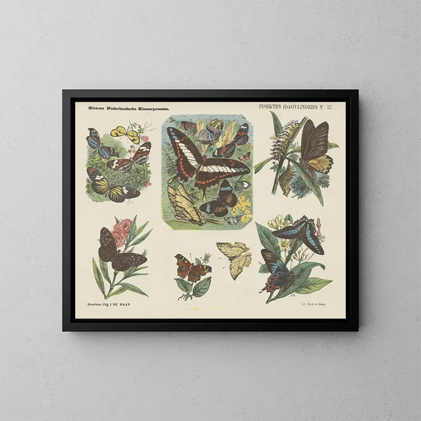 Insectes papillons diurnes - Emrik Binger — framed artwork on a wall