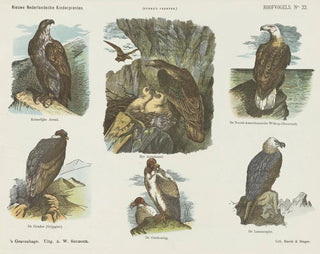 Emrik  Binger - Roofvogels.webp