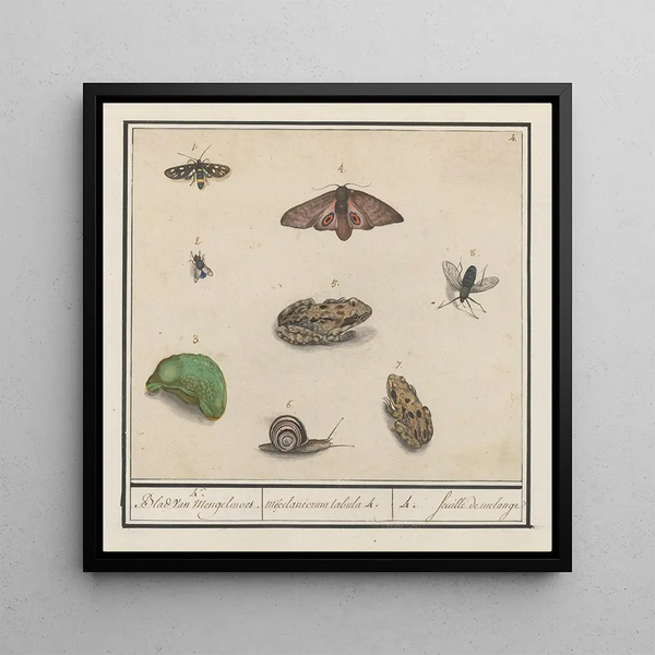 Ensemble d'histoire naturelle n° 4, 4 Feuille de mélange - Anselmus Botius de Boodt