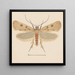Entomology watercolor Pl133 - George Hudson — framed artwork on a wall