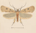 Entomology watercolor Pl133 - George Hudson — artwork view