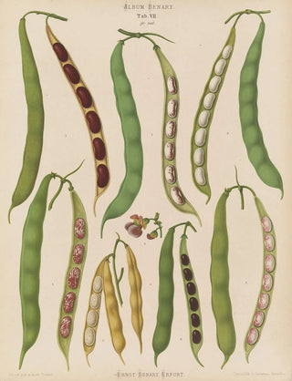 Ernst Benary - Beans Dwarf French Kidney or Snap.webp