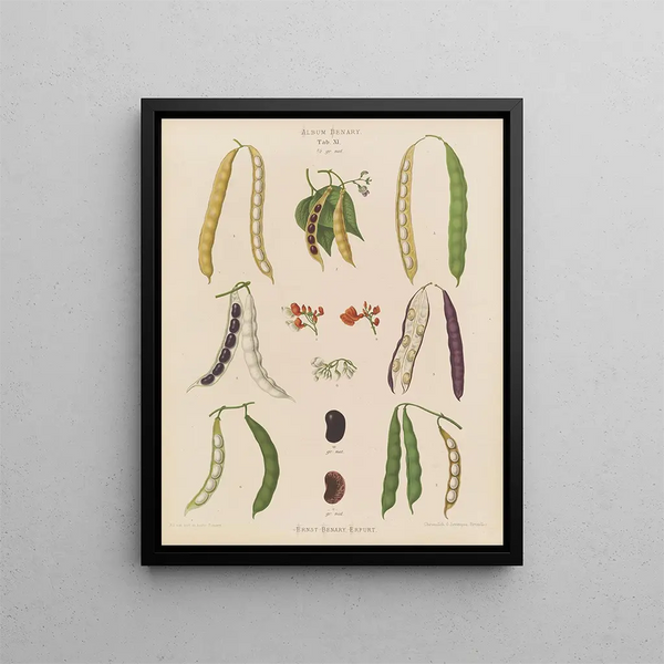 Beans runner large beans - Ernst Benary — framed artwork on a wall