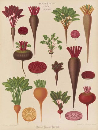 Ernst Benary - Beets.webp