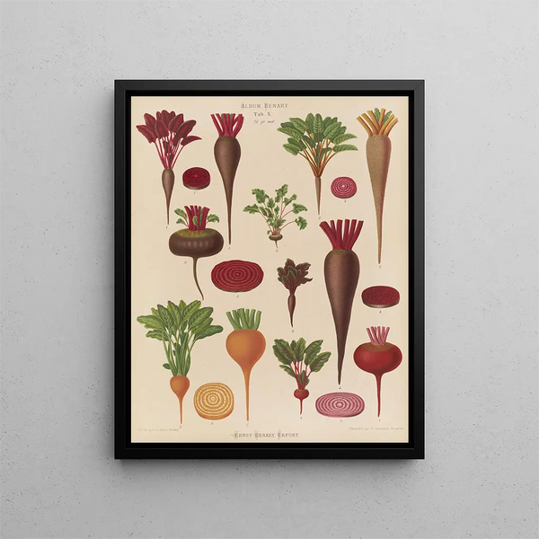 Beets - Ernst Benary — framed artwork on a wall