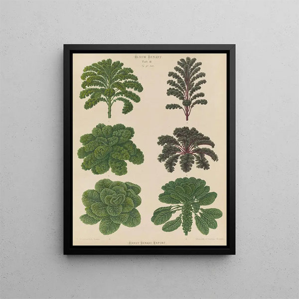 Brussels sprouts or curly kale - Ernst Benary — framed artwork on a wall