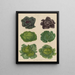 Cabbage - Ernst Benary — framed artwork on a wall