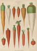 Carrots - Ernst Benary — artwork view