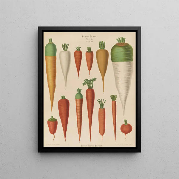 Carrots - Ernst Benary — framed artwork on a wall