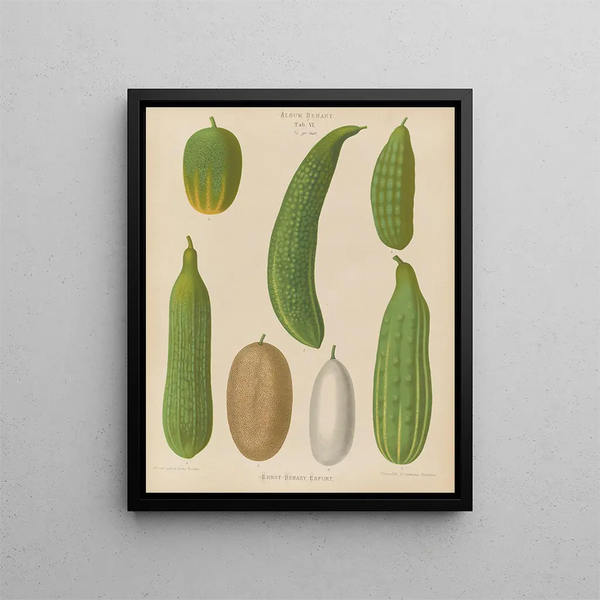 Cucumbers - Ernst Benary — framed artwork on a wall