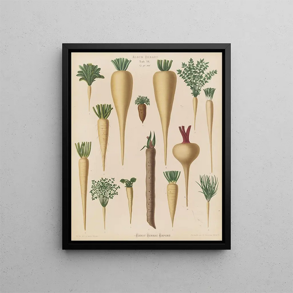 Culinary Roots Painting - Ernst Benary — framed artwork on a wall