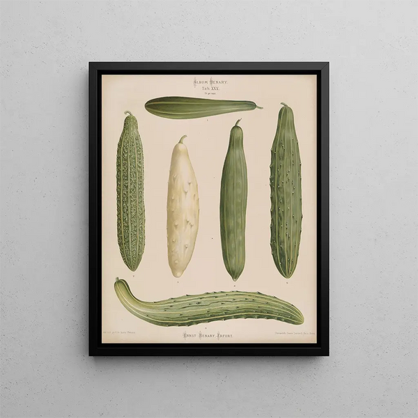 Framed Cucumber Painting - Ernst Benary — framed artwork on a wall