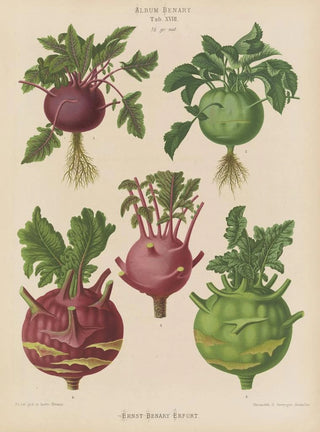 Ernst Benary - Kohl Rabi or Turniprooted Cabbage.webp