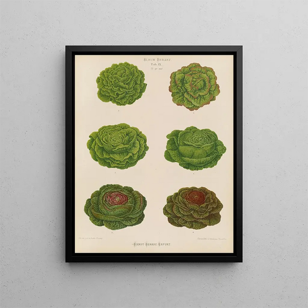 Varieties of Cabbage Lettuce - Ernst Benary — framed artwork on a wall