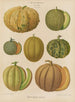Melons Painting - Ernst Benary — artwork view