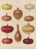 Onion - Ernst Benary — artwork view