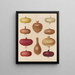 Onion - Ernst Benary — framed artwork on a wall