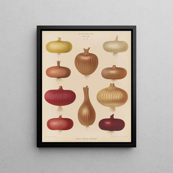 Onion - Ernst Benary — framed artwork on a wall