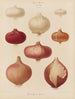 Onions - Ernst Benary — artwork view