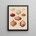 Onions - Ernst Benary — framed artwork on a wall