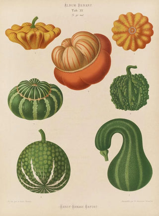 Ernst Benary - Ornamental Gourds.webp