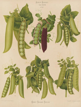 Ernst Benary - Peas.webp