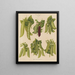 Petits pois - Ernst Benary — framed artwork on a wall