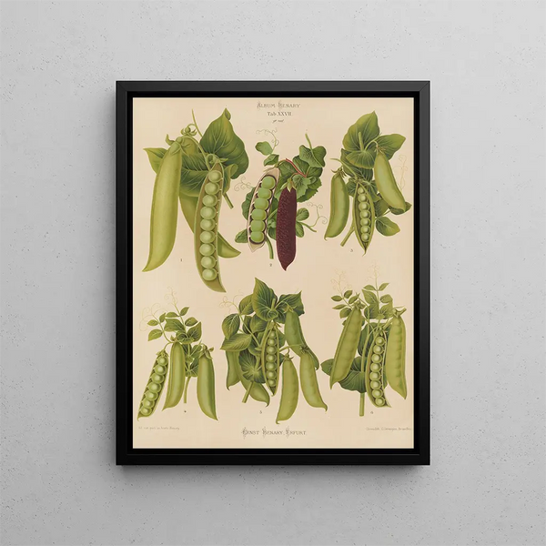 Petits pois - Ernst Benary — framed artwork on a wall