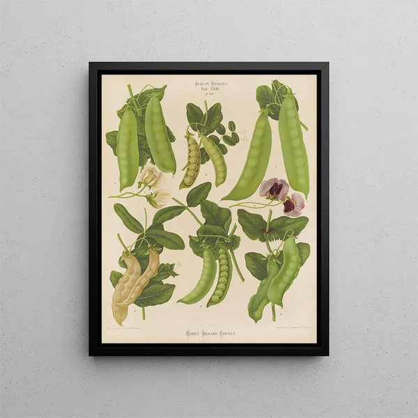 Pois sucrés ou pois comestibles - Ernst Benary — framed artwork on a wall