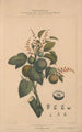 Flore d'Amérique Pl01 - Étienne Denisse — weergave van het kunstwerk