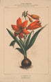 Flore d'Amérique Pl04 - Étienne Denisse — weergave van het kunstwerk